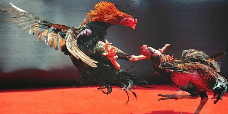 mcw66 c1 gà chọi