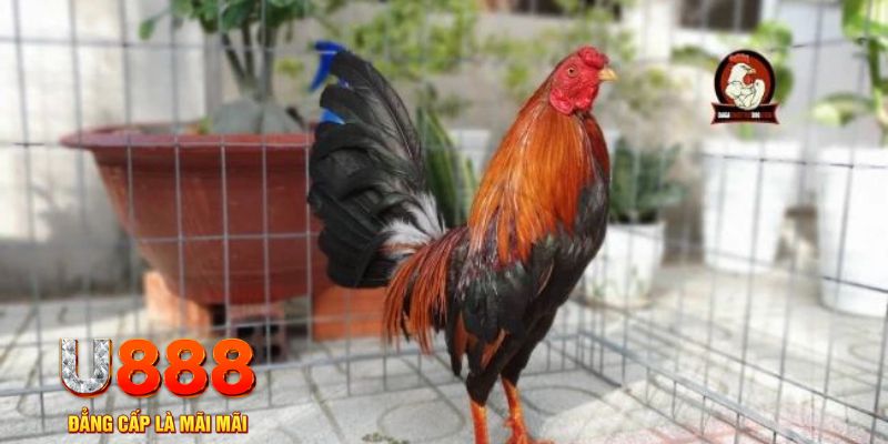 mcw66 game máy bay nổ hũ