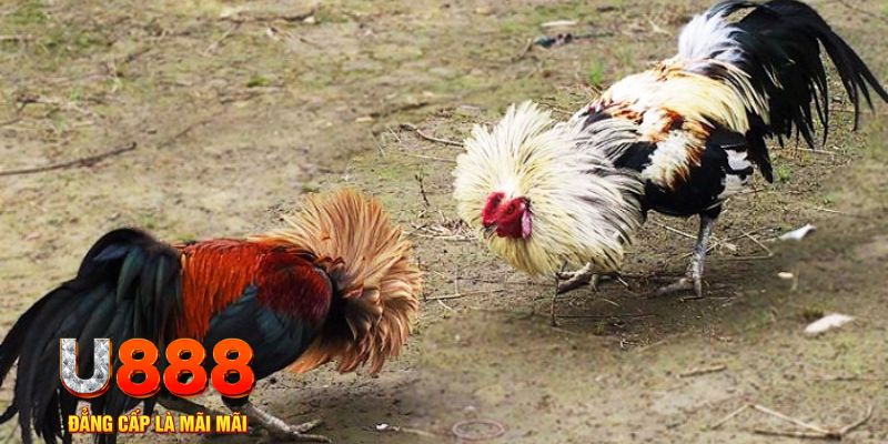 mcw66 game nổ hũ là gì